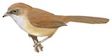 Jerdon's Babbler Illustration