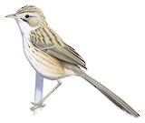 Tarim Babbler Illustration