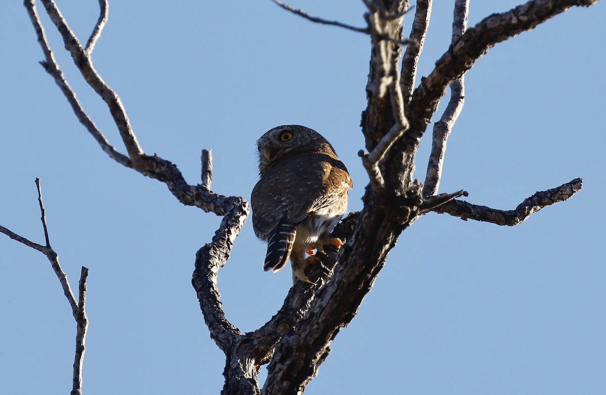 Northern Pygmy-Owl (Cape) - Timo Mitzen