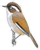 White-browed Fulvetta Illustration