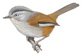 Manipur Fulvetta Illustration