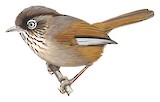 Taiwan Fulvetta Illustration