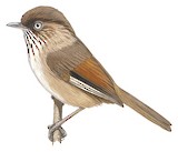 Chinese Fulvetta Illustration