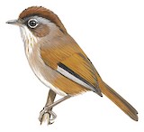 Spectacled Fulvetta Illustration