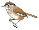 Indochinese Fulvetta Illustration