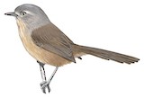 Wrentit Illustration