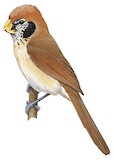 Spot-breasted Parrotbill Illustration