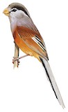 Reed Parrotbill Illustration