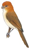 White-breasted Parrotbill Illustration