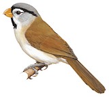 Grey-headed Parrotbill Illustration