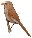 Great Parrotbill Illustration