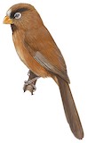 Three-toed Parrotbill Illustration