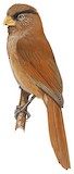 Brown Parrotbill Illustration