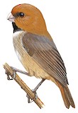 Short-tailed Parrotbill Illustration