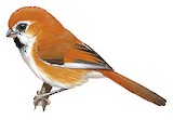 Golden Parrotbill Illustration