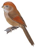 Ashy-throated Parrotbill Illustration