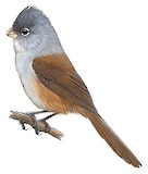 Grey-hooded Parrotbill Illustration