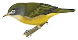 Bridled White-eye Illustration