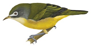 Bridled White-eye