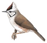 Taiwan Yuhina Illustration