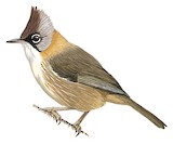 Whiskered Yuhina Illustration