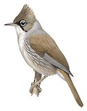 Burmese Yuhina Illustration