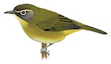 Cream-browed White-eye Illustration