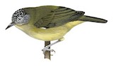 Pygmy White-eye Illustration