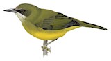 Mindanao White-eye Illustration