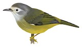 Mees's White-eye Illustration