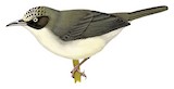 Thick-billed Heleia Illustration