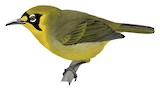 Bonin White-eye Illustration