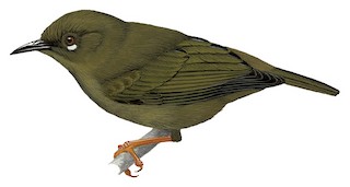 Zosteropidae Whiteeyes, Yuhinas, and Allies Birds of the World