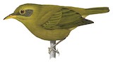 Giant White-eye Illustration