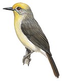 Golden-crowned Babbler Illustration