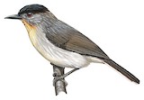 Visayan Babbler Illustration