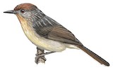 Rusty-crowned Babbler Illustration