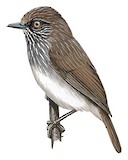 Visayan Pygmy Babbler Illustration