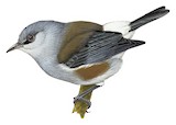 Reunion Grey White-eye Illustration