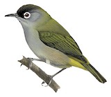 Reunion Olive White-eye Illustration