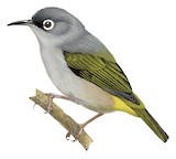 Mauritius Olive White-eye Illustration