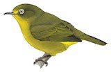 Yellowish White-eye Illustration