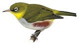 Chestnut-flanked White-eye Illustration