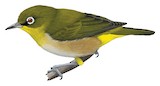 Warbling White-eye Illustration