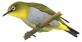 Hume's White-eye Illustration