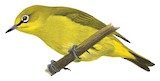 Sangkar White-eye Illustration