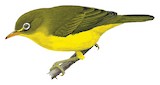 Rota White-eye Illustration