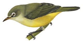 Zosterops conspicillatus saypani