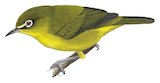 Citrine White-eye Illustration