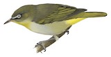 Plain White-eye Illustration